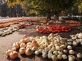 High angle shot of piles of different types of harvested pumpkins in the park