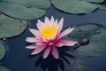 High angle shot of a pink Indian lotus floating on a water
