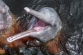 Close-up of Pink river dolphin Inia geoffrensis, mouth open, Novo Airao, Brazil Royalty Free Stock Photo