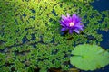 High angle shot of a purple lotus in a water surrounded with green leaves and lily pads Royalty Free Stock Photo