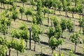 High angle shot of rows of trees in a vineyard in Rioja, Spain Royalty Free Stock Photo