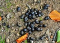 High angle shot of sheep poop