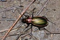 High angle shot of the shiny and colourful Carabus auronitens beetle Royalty Free Stock Photo