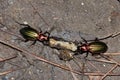 High angle shot of the shiny and colourful Carabus auronitens beetles eating