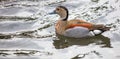 High angle shot of teal duck wadding on the water