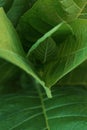 High-angle shot of tobacco plant leaves Royalty Free Stock Photo