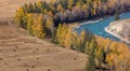 High angle shot of a turquoise river and golden trees on its banks. Cows and horses are on a meadow next to the river. Altai