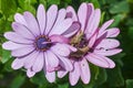 High angle shot of two crickets in a purple flower with a blurred background Royalty Free Stock Photo