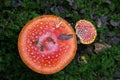 High angle shot of two red mushrooms in the forest Royalty Free Stock Photo