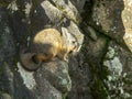 High angle shot of a viscacha at machu picchu