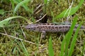 High angle shot of viviparous lizard sidewinding in a meadow