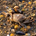 High angle shot of a wet beach surface with lots of small rocks, seashells and a dead crab Royalty Free Stock Photo