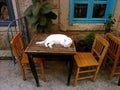 High angle shot of white cat on a table in the street of Alacati, Turkey Royalty Free Stock Photo