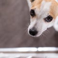 High angle shot of a white dog with big black eyes looking up with a blurry background Royalty Free Stock Photo