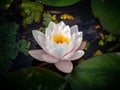 High angle shot of a white sacred lotus flower on the water Royalty Free Stock Photo