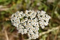 High angle shot of white yarrow plant with a bokeh background Royalty Free Stock Photo