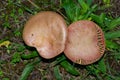 High angle shot of the Xerocomus mushrooms in the wild