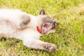 High angle shot of a yawning white cat laying on a green grass Royalty Free Stock Photo