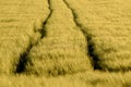 High angle shot of a yellow field - perfect for background