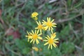 High angle shot of yellow ragwort flowers in the field