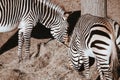 High angle shot of zebras eating grass in the zoo Royalty Free Stock Photo