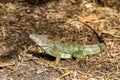 High angle side view of large adult green iguana standing immobile with alert expression Royalty Free Stock Photo