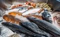 High Angle Still Life of Variety of Raw Fresh Fish Chilling on Bed of Cold Ice in Seafood Market Stall