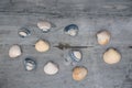 High angle top view closeup shot of seashells arranged on a wooden surface