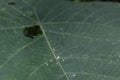 High angle ventral view of a tiny black spider (Orb weaver) sits on its net Royalty Free Stock Photo