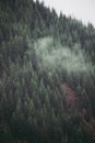 High angle vertical shot of a breathtaking foggy fir forest