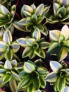 High angle vertical shot of small plants in pots with green and yellow leaves