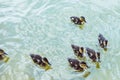 high angle view of adorable ducklings swimming