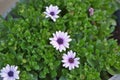 High angle view of African daisies under the sunlight with a blurry background Royalty Free Stock Photo