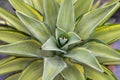 High angle view of agave plant Royalty Free Stock Photo