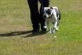 High-angle view of an American bulldog walking by the human legs on the grass Royalty Free Stock Photo