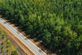 High angle view of asphalt road through cottonwood forest landscape on sunny spring day, travel and transportation concept Royalty Free Stock Photo