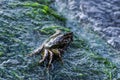 High Angle View A beach crab fauna on a moss-covered rock that has been hit by the waves Royalty Free Stock Photo