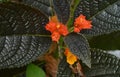 High angle view of a Begonia variety plant with the rain soaked orange flowers