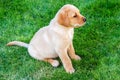 High-angle view of a beige Labrador retriever puppy sitting on the grass Royalty Free Stock Photo