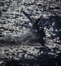 High angle view of birds landing in sea