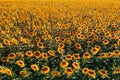 High angle view of blooming sunflower plantation field from drone point of view Royalty Free Stock Photo