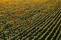 High angle view of blooming sunflower plantation field from drone point of view Royalty Free Stock Photo