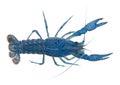 High angle view of Blue crayfish Royalty Free Stock Photo