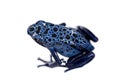 High angle view of Blue Poison Dart frog Royalty Free Stock Photo