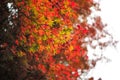 High angle view branches of tree with autumnleaves