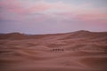 High-angle view of a caravan of camels in the sand dunes under the cloudy sunset sky