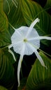 high angle view,close up of white flower and leaves as a background. Royalty Free Stock Photo