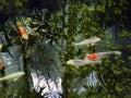 High angle view, Colorful Koi Carp fish, Japanese carp fishes, swimming in the pond with underwater plants and beautiful water Royalty Free Stock Photo