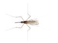 High angle view of Common gnat, Culex pipien Royalty Free Stock Photo