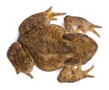 High angle view of Common toad or European toad, Bufo bufo